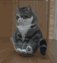 Котик